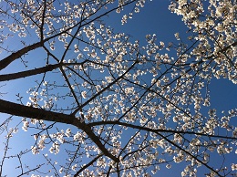 シートに寝そべって青空をバックに満開の桜を眺める