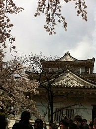 桜と小田原城天守閣