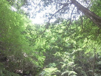 西沢渓谷(7)