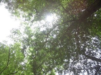 西沢渓谷(9)