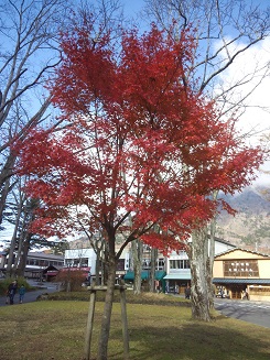 華厳の滝の紅葉
