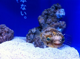 何だか忘れた(2)