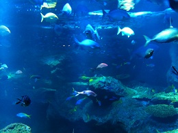 水槽の魚たち(1)
