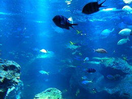 水槽の魚たち(2)