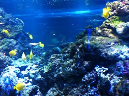 サンゴ礁(3)