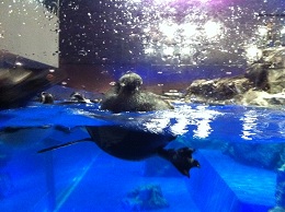 間近で泳ぐペンギン(4)