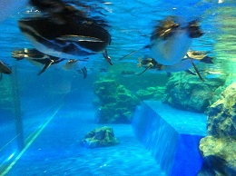 間近で泳ぐペンギン(5)