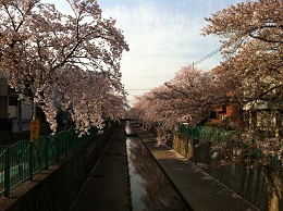 近所の桜(1)