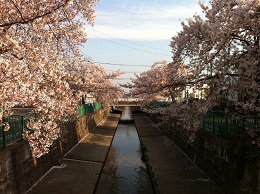 近所の桜(2)